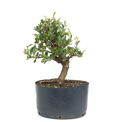 Pré Bonsai de Piracanta Amarela 4 anos (35 cm)