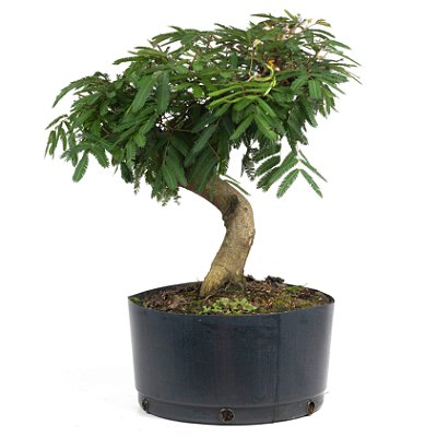 Pré Bonsai de Calliandra Vermelha 6 Anos (42 cm) com Movimento