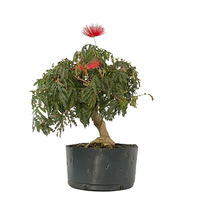 Pré Bonsai de Calliandra Vermelha 7 Anos (50 cm) com Movimento