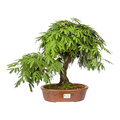 Bonsai de Calliandra Vermelha 14 Anos (42 cm) com Movimento