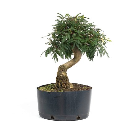 Pré Bonsai de Calliandra vermelha 6 Anos (40 cm) com Movimento