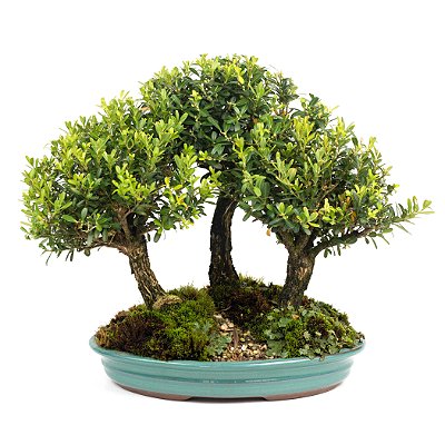 Bosque de Bonsai de Buxus Harlandi - 14 anos (32 cm)