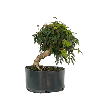 Pré Bonsai de Calliandra vermelha 6 Anos (40 cm)