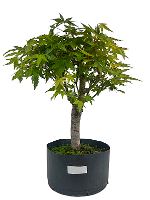 Pré Bonsai de Acer Palmatum ( Momiji ) 7 anos (53 cm)