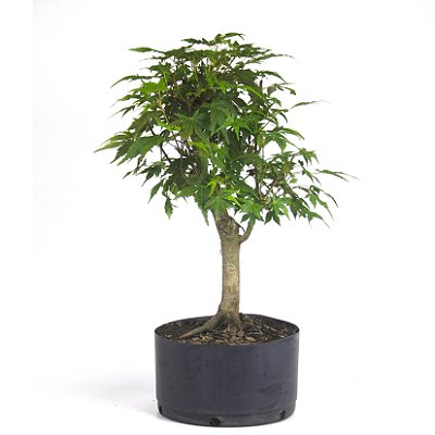 Pré Bonsai de Acer Palmatum ( Momiji ) 7 anos (55 cm)