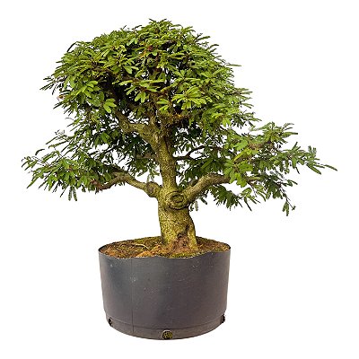 Pré Bonsai de Calliandra 9 Anos (50cm)