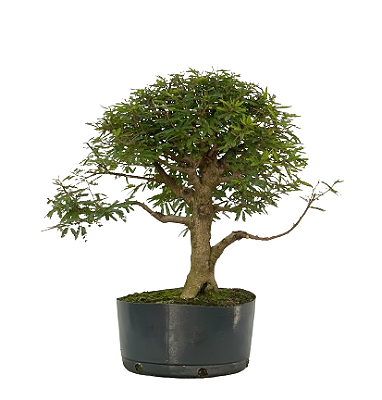 Pré Bonsai de Calliandra 9 Anos (50 cm)