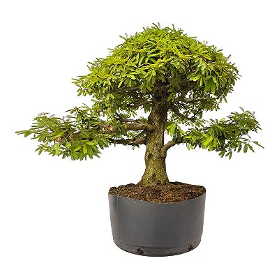 Pré Bonsai de Calliandra Rosa 9 Anos (50 cm)