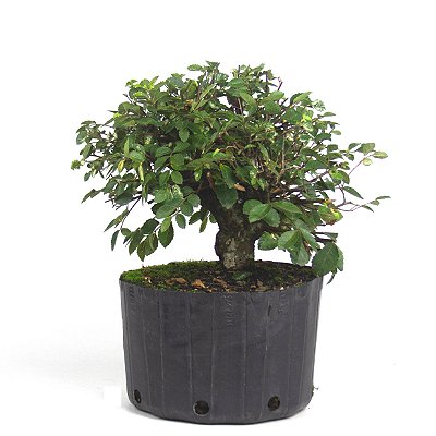 Pré Bonsai de Ulmus Parvifolia Com Movimento 7 anos (36 cm)