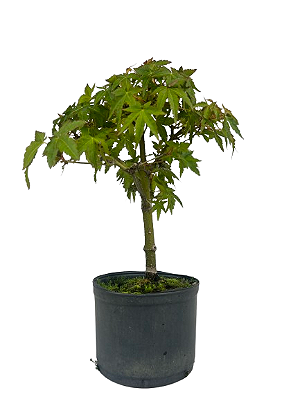 Pré Bonsai de Acer Palmatum ( Momiji ) 4 anos (30 cm)