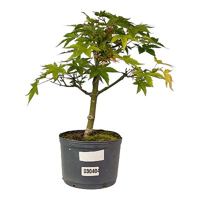 Pré Bonsai de Acer Palmatum (Momiji) 4 anos (34 cm)