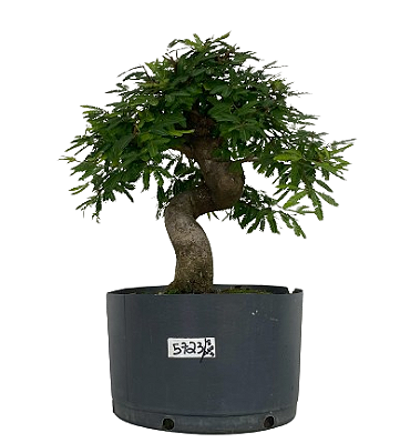 Pré Bonsai de Calliandra 8 Anos (42 cm) com Movimento