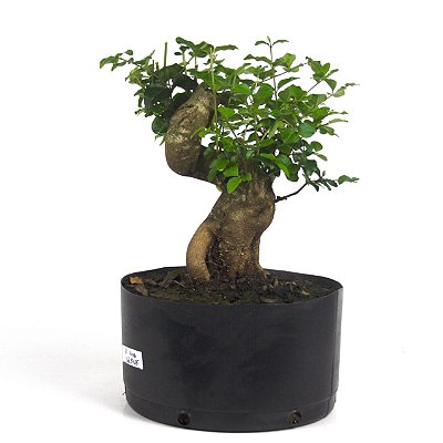 Pré Bonsai de Ligustrinho 8 anos ( 35 cm)