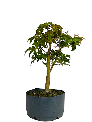 Pré Bonsai de Acer Palmatum ( Momiji ) 5 anos (40 cm)