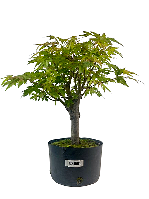 Pré Bonsai de Acer Palmatum ( Momiji ) 5 anos (44 cm)