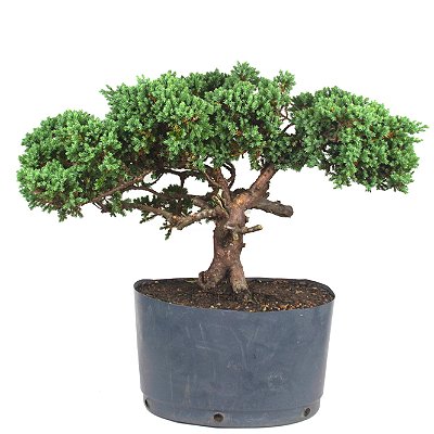 Pré Bonsai de Junípero Procumbens (muda) 8 anos (40cm)
