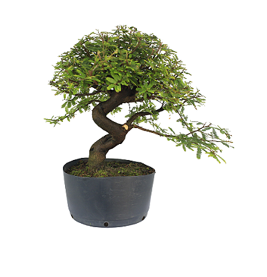 Pré Bonsai de Calliandra 9 Anos (41 cm) com Movimento