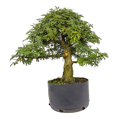 Pré Bonsai de Calliandra Rosa 9 Anos (49 cm)