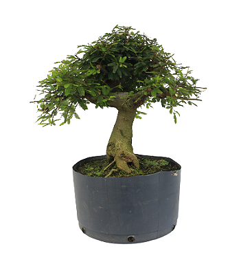 Pré Bonsai de Calliandra 9 Anos (40 cm )
