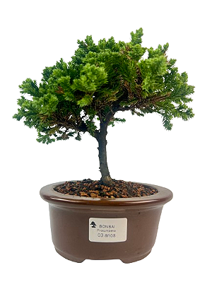 Bonsai de Junípero Procumbens 3 anos (20 cm)