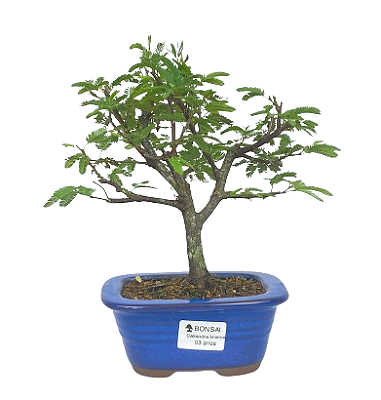 Bonsai de Calliandra Branca 3 Anos ( 24 cm )