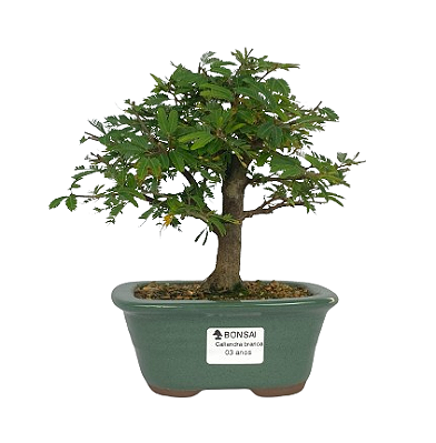 Bonsai de Calliandra Branca 3 Anos ( 24 cm )
