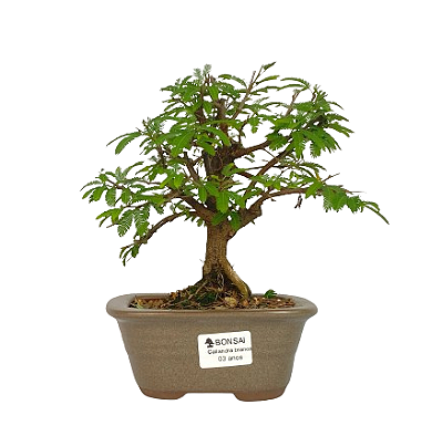 Bonsai de Calliandra Branca 3 Anos