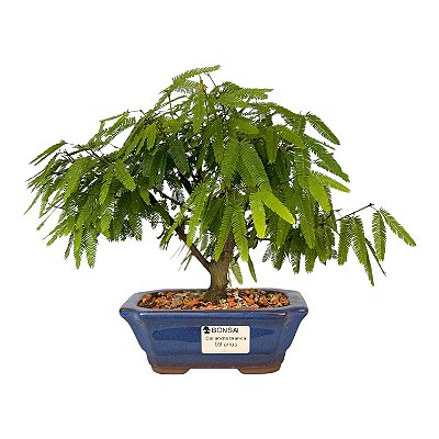 Bonsai de Calliandra Branca 3 Anos