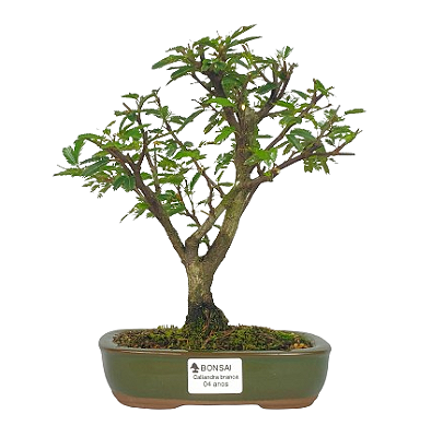 Bonsai de Calliandra Branca  4 Anos ( 19 cm )