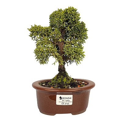 Bonsai de Junípero Shimpaku Kishu 3 anos (19 cm)