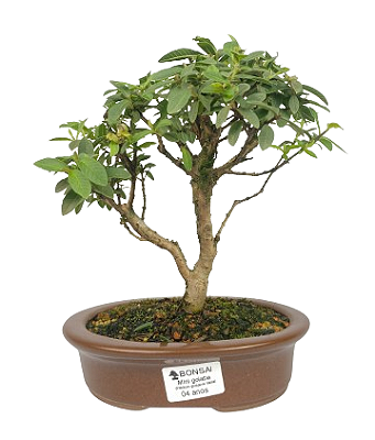Bonsai de Mini Goiaba (silvestre) 4 anos (26 cm )