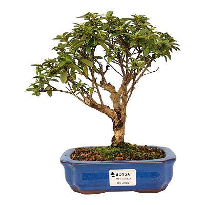 Bonsai de Mini Goiaba (silvestre) 4 anos (26 cm )