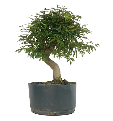 Pré Bonsai de Calliandra 5 Anos (32 cm)