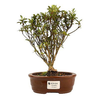 Bonsai de Mini Azaléia - Satsuki - Florescendo 3 anos