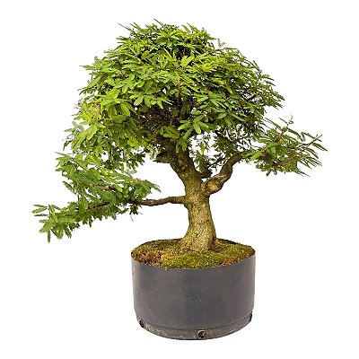 Pré Bonsai de Calliandra Rosa 9 Anos (50 cm)
