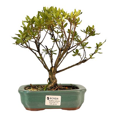 Bonsai de Mini Azaléia - Satsuki - Florescendo 4 anos