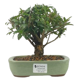 Bonsai de Cereja Anã (silvestre) 4 anos (20 cm )