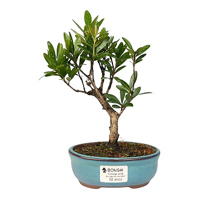Bonsai de Cereja Anã (silvestre) 2 anos (20 cm )