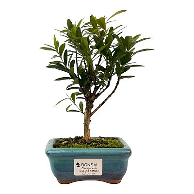 Bonsai de Cereja Anã (silvestre) 2 anos (20 cm )