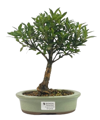 Bonsai de Cereja Anã (silvestre) 4 anos (20 cm )