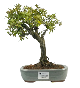 Bonsai de Piracanta Varegata 4 anos ( 25 cm)