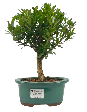 Bonsai de Cereja Anã (silvestre) 3 anos (20 cm )