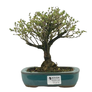 Serissa Rosa (Phoetida)  4 anos ( 25 cm) Florescendo