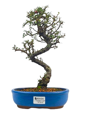 Bonsai de Cotoneaster Minifólia  - 5 anos ( 30 cm )