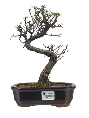 Bonsai de Cotoneaster Minifólia  - 5 anos ( 30 cm )