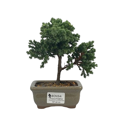 Bonsai de Junípero Procumbens 2 anos (18cm)