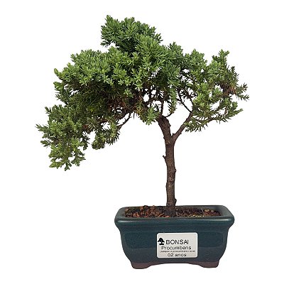Bonsai de Junípero Procumbens 2 anos (18cm)