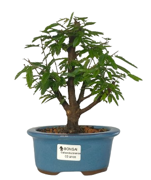 Bonsai de Calliandra Branca 3 Anos ( 22 cm )