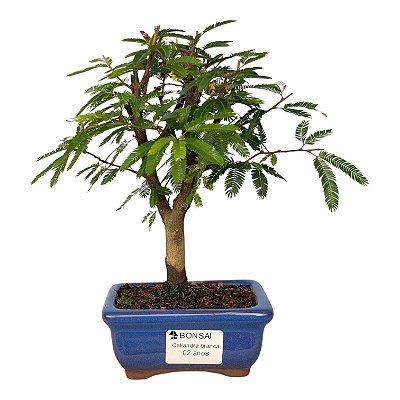 Bonsai de Calliandra branca 2 anos (20 cm)