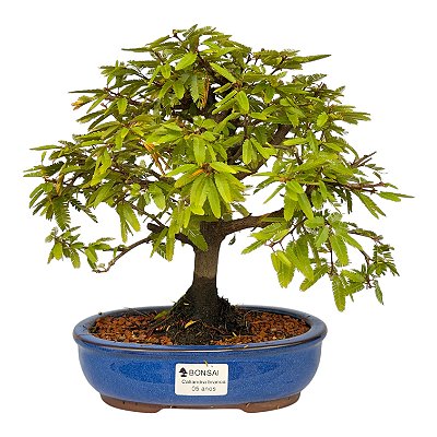 Bonsai de Calliandra Branca 5 Anos ( 30 cm )